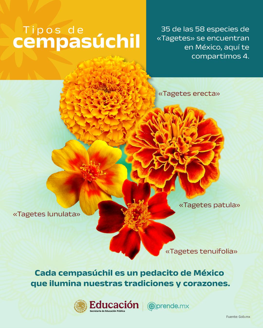 Tipos de cempasúchil