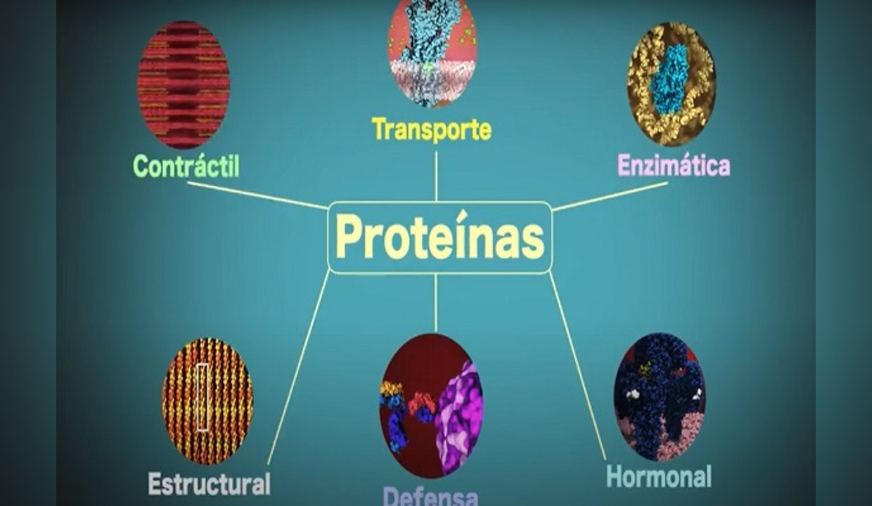 Funciones De Las Proteinas En El Organismo 9077