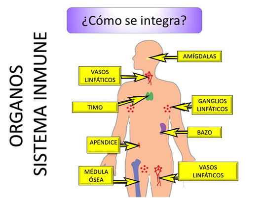 Sistema inmunológico - Nueva Escuela Mexicana