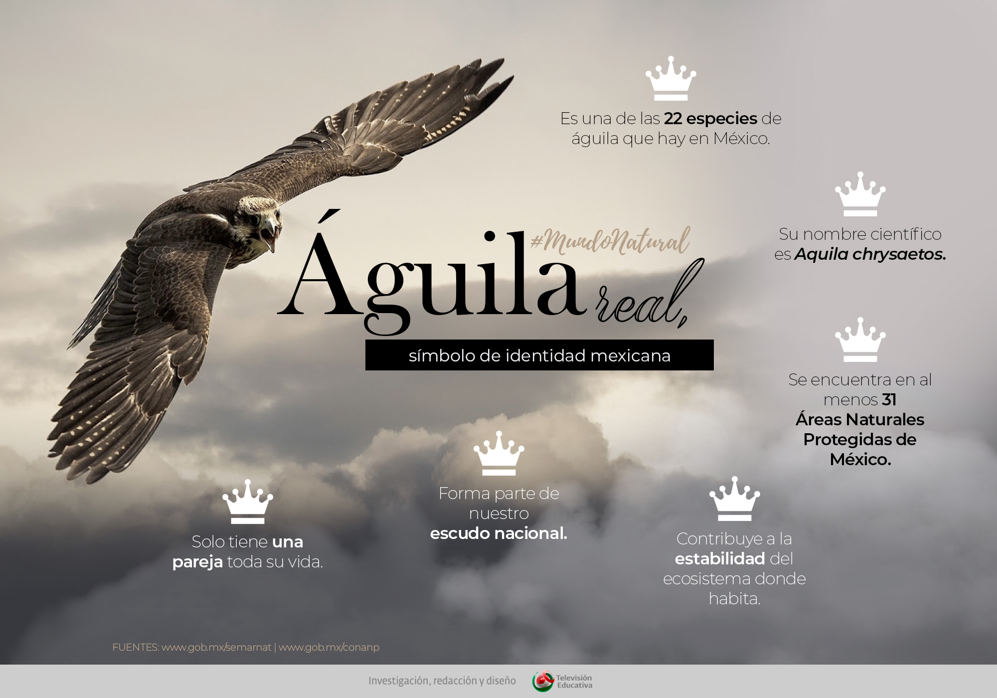 Águila real, símbolo de identidad mexicana - Nueva Escuela Mexicana