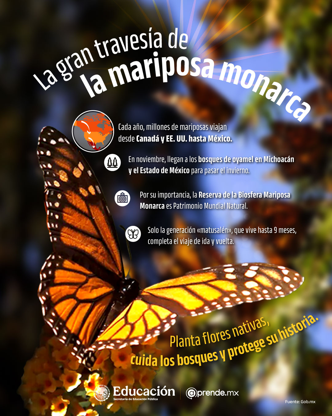 La gran travesía de la mariposa monarca