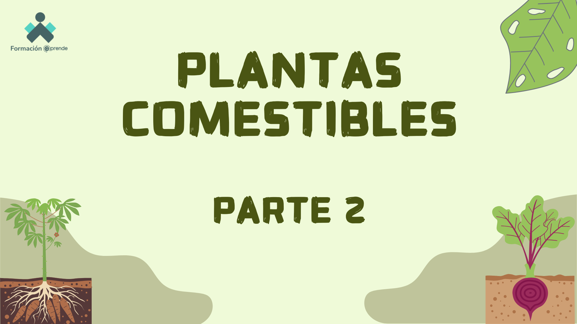 Plantas comestibles. Parte 2