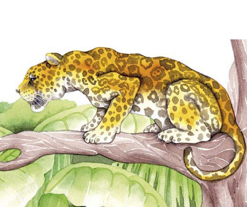 El jaguar - tripulantes